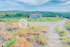 1,5 ha 15.000m2 full cafe vài tháng tuổi, ninh gia, lâm đồng