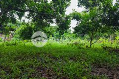 Chủ cần tiền bán gấp vườn cây ăn trái gần dầu giây, thống nhất