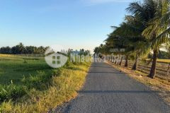 Bán đất lúa vuông vức đường rộng ở xã mỹ thạnh đông, đức huệ tdt 1042m2 giá chốt 1,5 tỷ