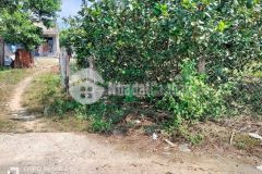 Bán vườn bưởi khánh nam giá rẻ sẵn thổ cư gần tỉnh lộ 8b