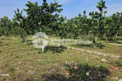 Đất trung tâm xã bảo hiệu cơ hội sở hữu giá mềm, pháp lý sạch