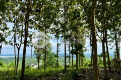 Anh chị nào thích về vườn nghỉ dưỡng thì xem ngay mảnh đất này