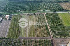 Bán đất thổ vườn đường đá xanh xe hơi thạnh hòa, bến lức tdt 16000m2 2063m2 thổ giá 15 tỷ