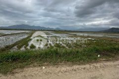 Bán ruộng diên điền thôn trung 2 sát bên hương lộ 5 và am chúa chỉ 95 triệu 1 sào