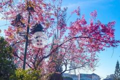 Bán đất ngay hồ xuân hương đà lạt chỉ 220 tỷ đà lạt