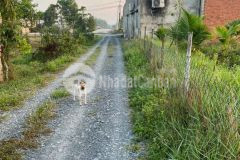 Bán đất thổ vườn 1 bàu sen, xã hòa khánh đông dt 420m2 75m2 thổ giá 1,8 tỷ