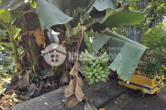 Đất view sông đường tam đa, p. long phước, quận 9, dt 73m² giá 4.7ty tl.