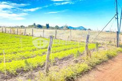 6 sào hẻm dh2 n thôn hạ, đức trọng cũ, lâm đồng