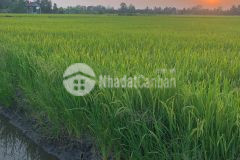 Bán đất nông nghiệp 5311m2 tại đường bà miêu, tân nhựt, bình chánh