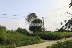 Hàng f0 dân cắt bán 3 sào đất minh quang, ba vì, hà nội xã ba vì mới