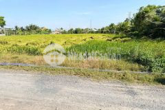 Bán đất lúa đường đá xanh xe tải xã nhựt chánh dt 3004m2 giá 4,85 tỷ