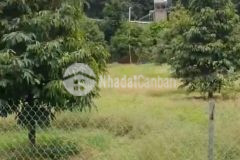 Bán vườn mít tại đồng nai mới dt 5.891m2 shr chỉ 50tr1000m2. lh0869560747