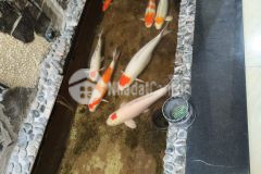 Nhà đẹp 70m² hẻm xe hơi con cmt8 tân bình koi sân vườn 3pn chỉ 8.5 tỷ tl