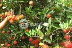 Đón đầu cao tốc dầu giây liên khương 1.3 sào đất vườn la ngà giá đầu tư cực mềm