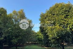 Cắt lỗ không phanh chủ ngộp 125m² thổ cư sát vách ql20 chỉ 8xx triệu sổ riêng cầm tay