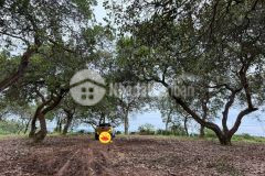 Đất vườn canh kdl núi cúi cơ hội đầu tư bền vững chỉ 995 triệu1000m²