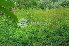 Sốc đất khủng 295m² ngang 14m mt nhựa 10m hóc môn, giáp q12 chỉ 15 tỷ