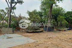 Siêu phẩm hóc môn 5.840m² chủ bán gấp giảm 4.5 tỷ giá chỉ 6trm²