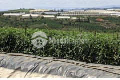 Bán 7.000m2 đất đỏ view đẹp xã tà hine,đức trọng,lâm đồng chỉ 2.8 tỷ