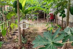 Đất vinhomes cổ loa đông anh đón cầu tứ liên sang phố cực gần 60m