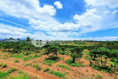 Bán 2.400m2 đất thôn phú an,xã đức trọng,lâm đồng.shr bán chỉ 2.8 tỷ