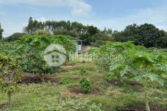 Cần bán 2253m2 đất trồng cây tại đồng nai, shr, chỉ 3.6 tỷ. lh0902878512.