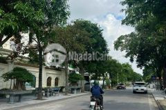 Bán đất biệt thự khu trường an, mặt đường trần nguyên đán, tp hd, 250m2, mt 12.5m