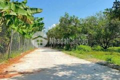 Bán đất diên lâm giá rẻ sát bên hương lộ 39 tặng vườn chôm chôm cổ thụ