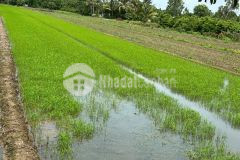 Bán đất 3 công đất xã mỹ hoà hưng, tp long xuyên shr chỉ 750 triệu. lh0977226448