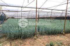 Bán đất đẹp hồ than thở đà lạt 4000m2 giá 6,7 trm2 sẵn nhà lồng luôn