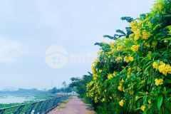 Lô đất hẻm xe hơi hiệp bình nở hậu hàng xóm vạn phúc chỉ 5đ nhỉnh.